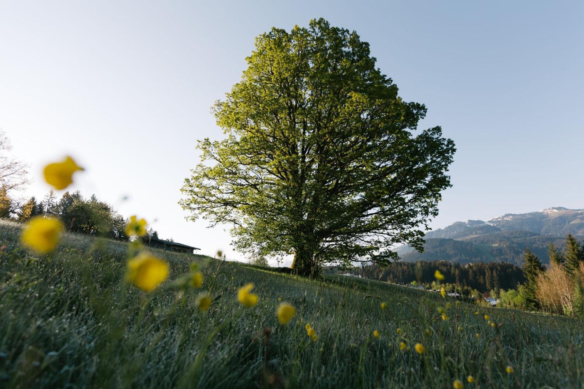 Dorfresort Kitzbuehel By Alps Resorts رين باي كيتزبوهيل المظهر الخارجي الصورة